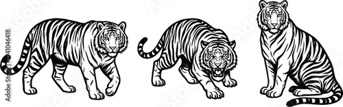 Tiger vector illustration set with walking roaring and sitting big cat wildlife drawing isolated on white background