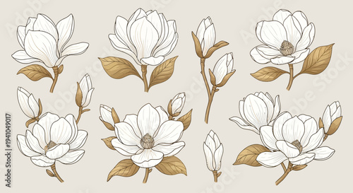 Magnolia flowers and buds in various stages of bloom, illustrated in white and gold, arranged on a neutral background from a direct viewpoint