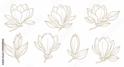 Collection of elegant magnolia flowers and leaves illustrated in a delicate line art style