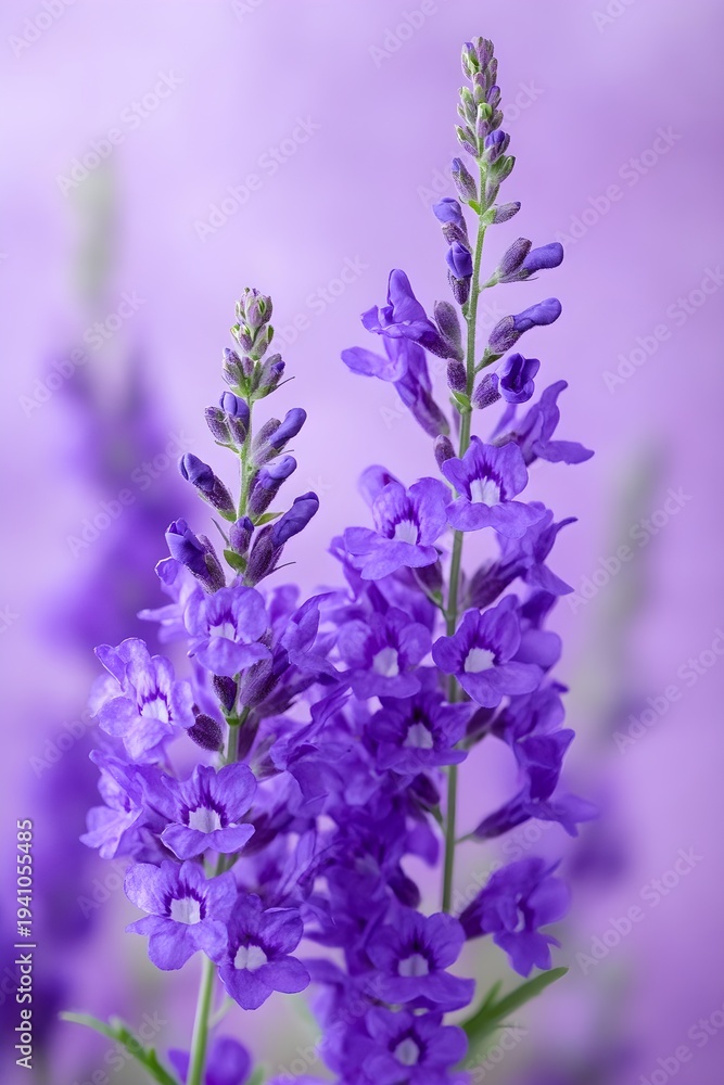 Fototapeta premium Vibrant purple flowers in full bloom blossom floral