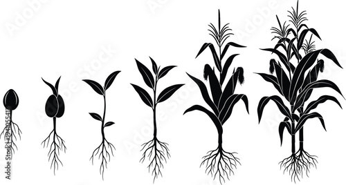 Corn plant growth stages silhouette, maize life cycle illustration, seed germination roots leaves farming agriculture crop development vector set