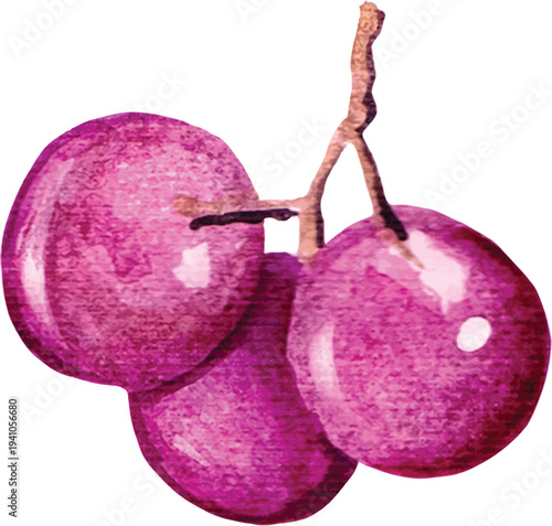 Watercolor Purple Grapes on Stem