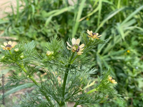 Obraz na płótnie Adonis dentata Delile or Adonis microcarpa