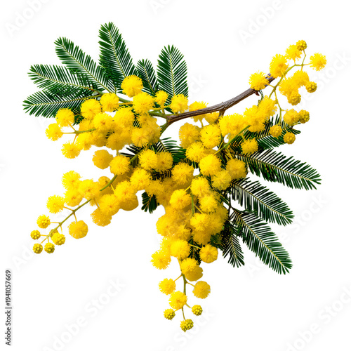 Vibrant Mimosa Branch with Yellow Flowers Isolated for Professional Designs