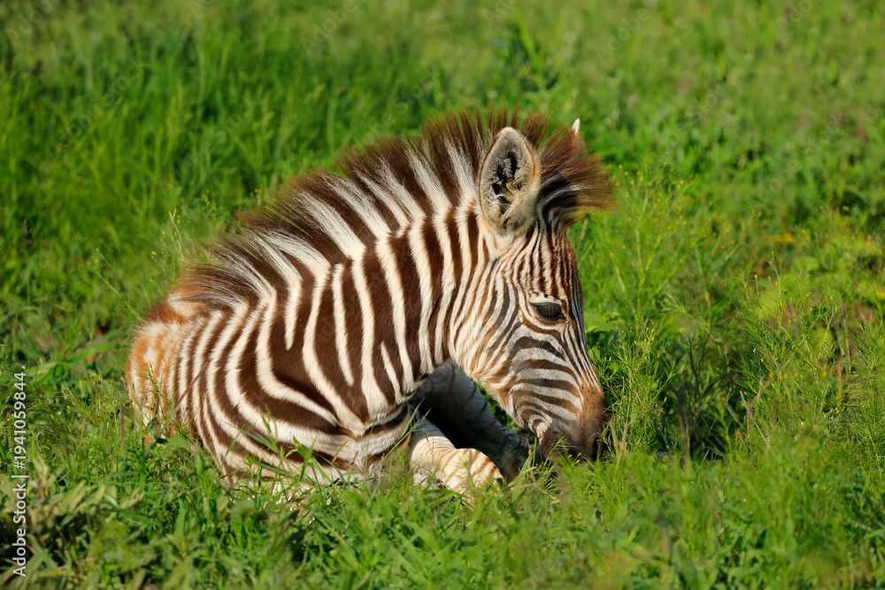 Naklejka premium A plains zebra (Equus burchelli) foal resting in natural habitat, Madikwe game reserve, South Africa