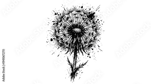 Black ink dandelion splash illustration