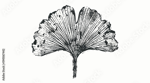 Ginkgo Leaf Illustration