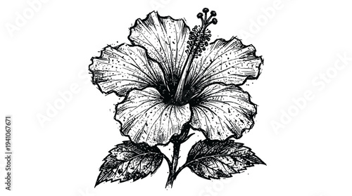 Hand-drawn hibiscus flower sketch on white background