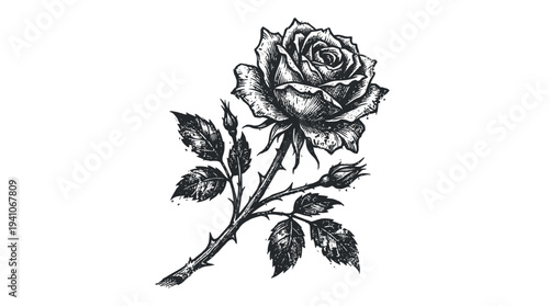 Hand-drawn rose sketch with buds and leaves, black and white illustration