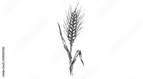 Hand-drawn wheat ear sketch, isolated on white background