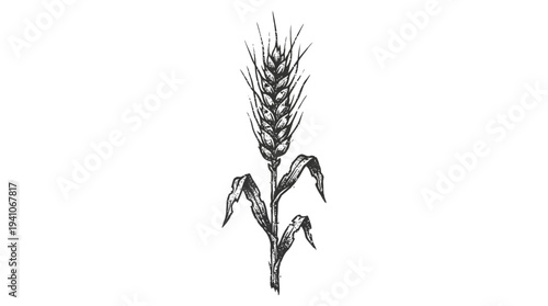 Hand-drawn wheat ear sketch isolated on white background, botanical illustration