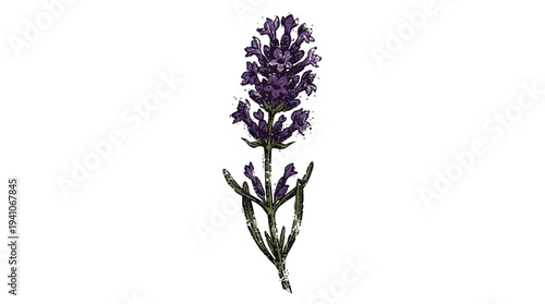 Lavender flower illustration isolated on white background