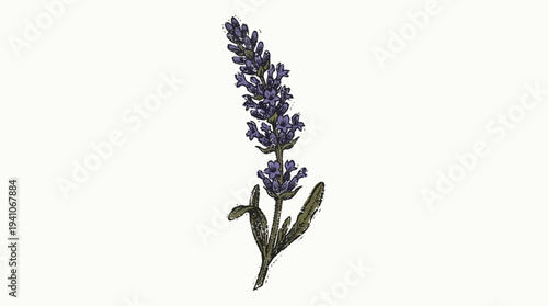 Lavender flower illustration isolated on white background