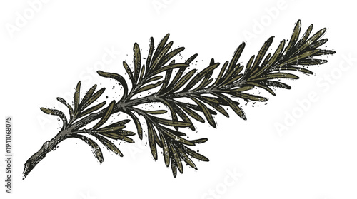 Rosemary herb sprig, hand-drawn illustration