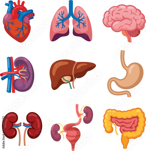 Human internal organs anatomy set, heart lungs brain kidney liver stomach intestines medical vector illustration isolated on white background
