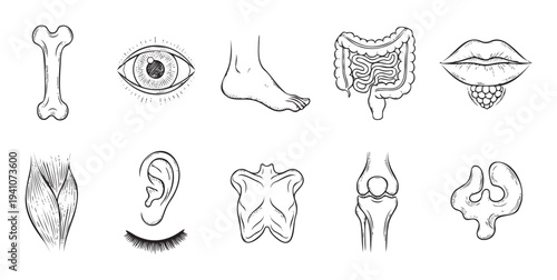 Human body anatomy set of hand drawn sketch depictions for medical textbooks biology lessons or health education materials