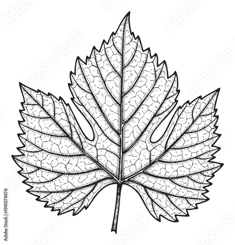 Stylized hand drawn monochrome grape leaf illustration perfect for wine product packaging labels vineyard tourism promotional materials and culinary decor