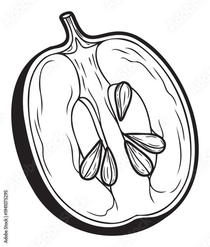 A detailed black and white outline drawing of a pumpkin cross section displaying its internal structure, flesh, and seeds, perfect for culinary blogs, educational materials, or seasonal