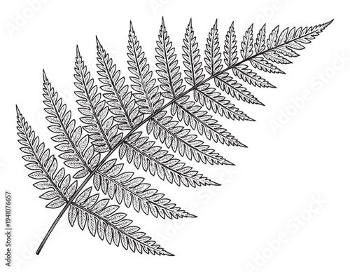 Detailed botanical drawing of a fern frond with intricate leaf structures, perfect for natural history illustrations, educational graphics, or decorative botanical prints
