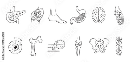 Comprehensive collection of handdrawn human body anatomy diagrams including organs, bones, and tissues for medical education and biological science publications