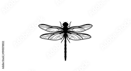 Black dragonfly with transparent wings insect.