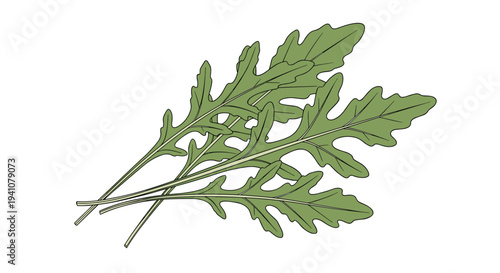 Set of three fresh green arugula or rocket leaves with detailed veins and jagged edges on a white background.