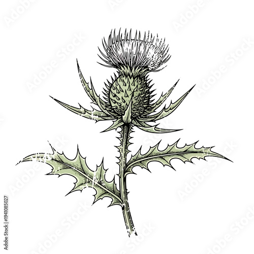 Botanical illustration of a thistle plant with spiky leaves and a fuzzy bloom