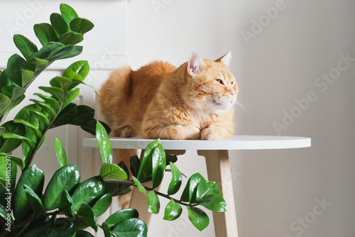 Ginger tabby cat relaxing on white round table next to zz plant