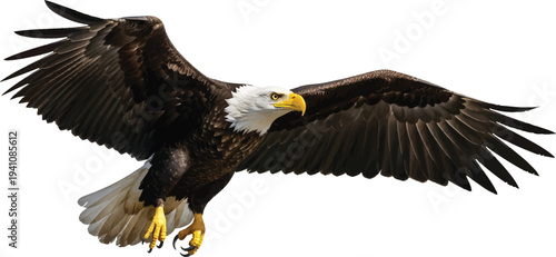 Bald Eagle Flying with Spread Wings Isolated on White
