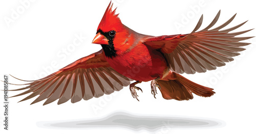 Northern Cardinal Flying Left on White Background