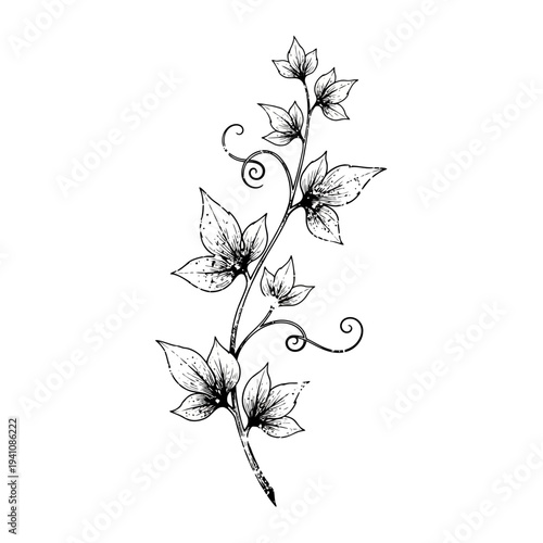 Vine branch with leaves, hand-drawn sketch, vintage botanical illustration
