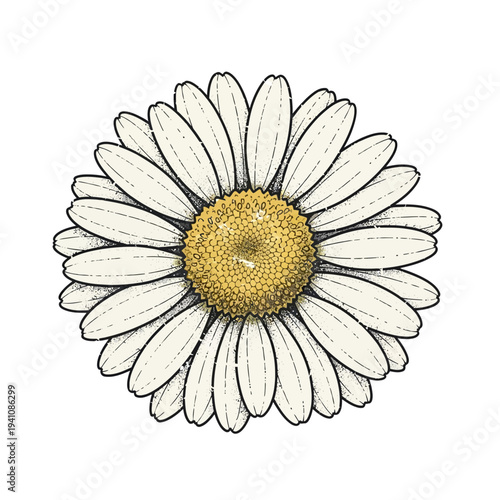 White Daisy Flower Illustration with Textured Petals and Yellow Center