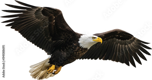 Foto Bald Eagle Flying Isolated on White Background