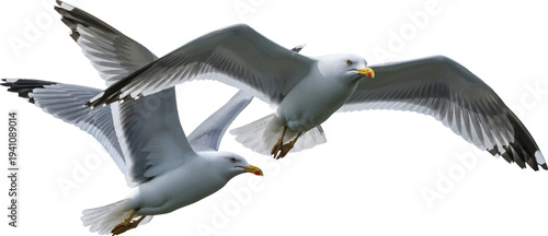 Seagulls Flying Side by Side on White Background