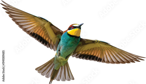 Rainbow Bee-eater Bird Flying Isolated on White Background