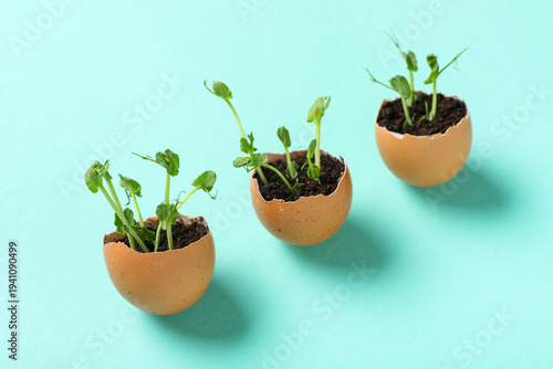 Egg shells with seedlings o...