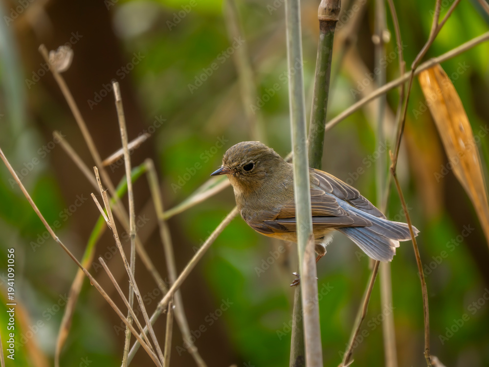 Obraz premium 藪の中で獲物に狙いを定めたルリビタキ