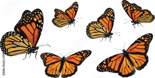 Monarch Butterflies Flying on White Background
