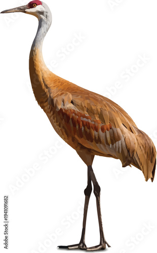 Sandhill Crane Standing Isolated on White Background