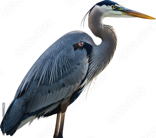 Foto Grey Heron Standing Isolated on White Background