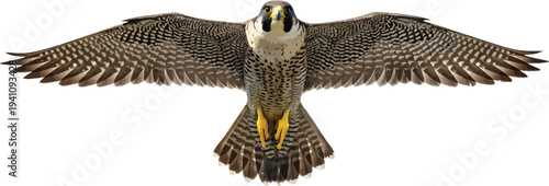Peregrine Falcon Flying with Spread Wings Isolated on White