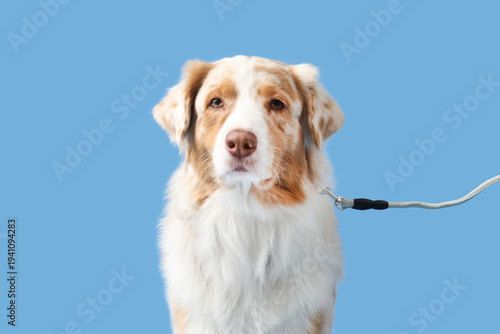 Cute Australian Shepherd do...