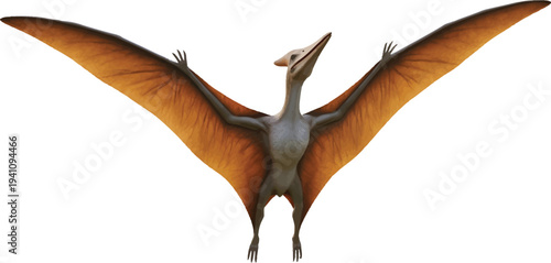 Brown Pterodactyl Flying Isolated on White Background