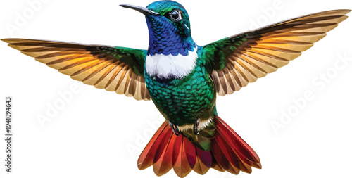 Hummingbird Flying with Spread Wings Isolated on White