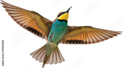 Bee-eater Bird Flying with Spread Wings on White Background