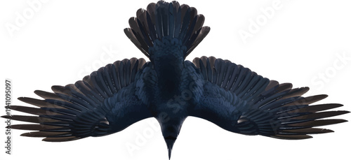 Black Bird Flying Down Isolated on White Background