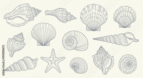 Collection of Detailed Seashells and Starfish Illustrations on a Light Background