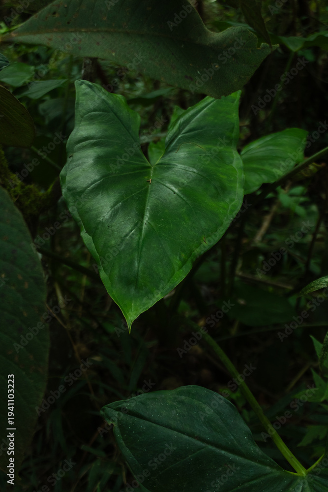 Obraz premium Tropical leaf background with vivid, high contrast greens