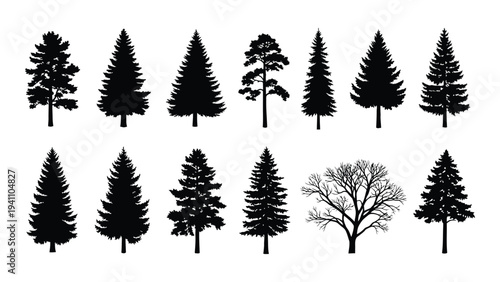 A group of pine trees in various shapes and sizes