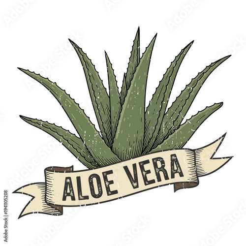 Aloe Vera plant illustration with banner